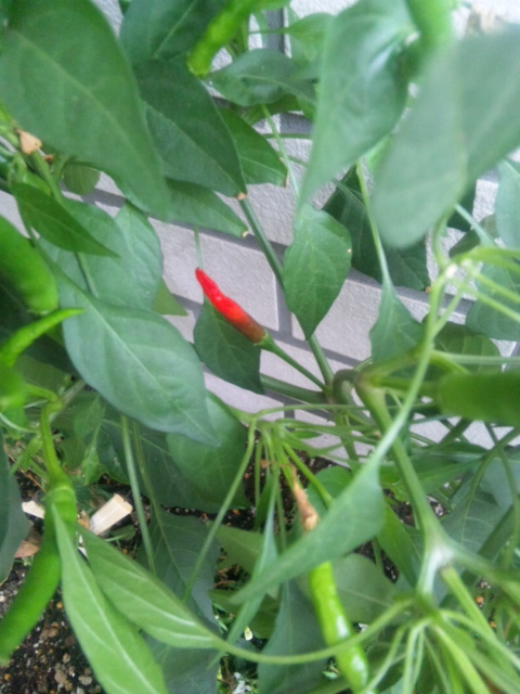 ウェットスーツ屋×唐辛子