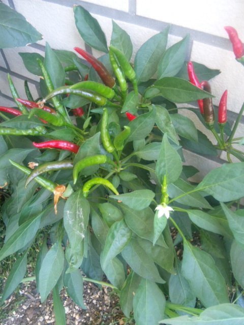 ウェットスーツラボ×唐辛子