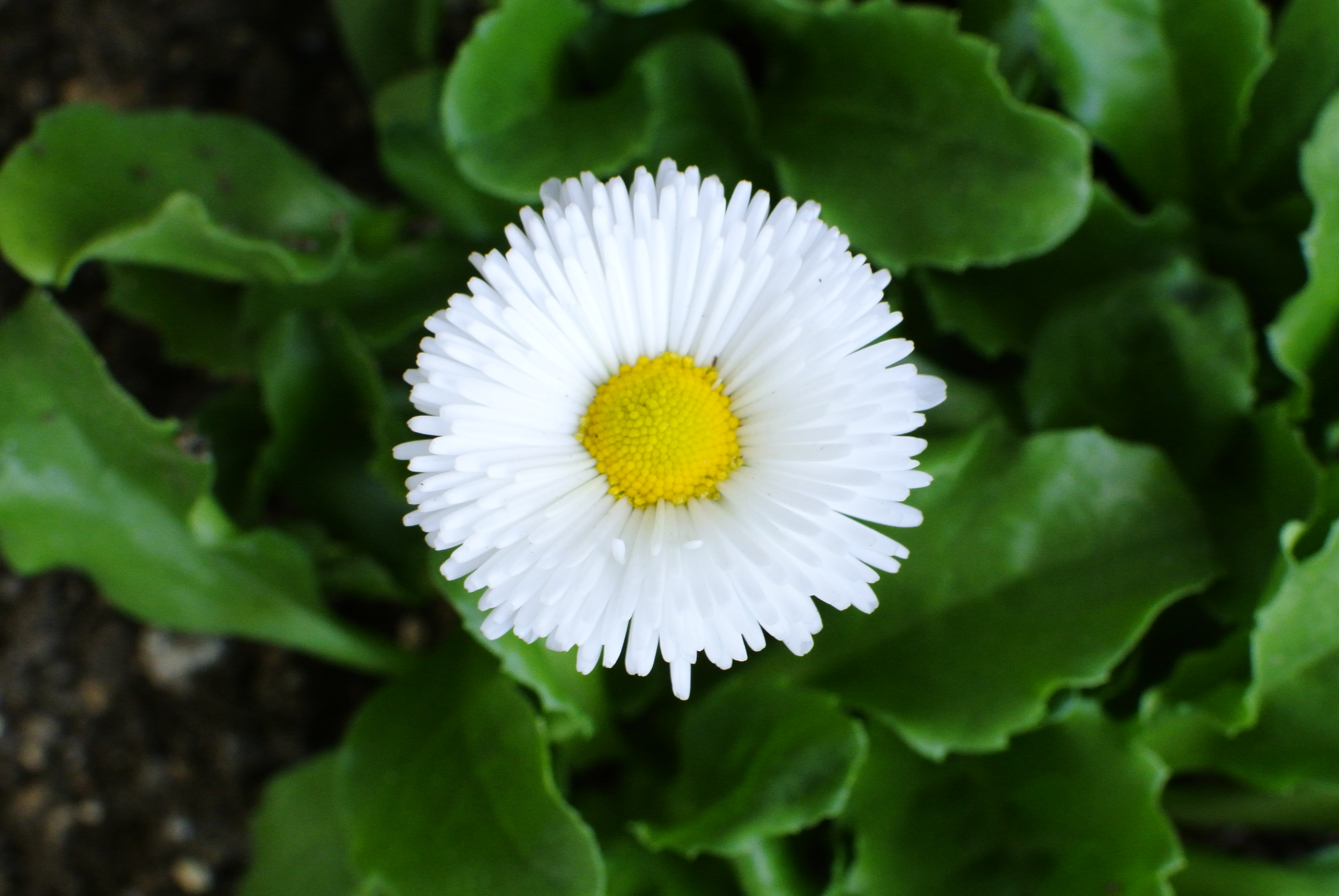 WETSUITS LABO×2013 HAPPY NEW YEAR